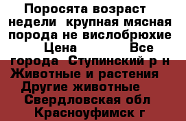 Поросята возраст 4 недели, крупная мясная порода(не вислобрюхие ) › Цена ­ 4 000 - Все города, Ступинский р-н Животные и растения » Другие животные   . Свердловская обл.,Красноуфимск г.